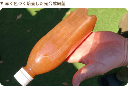 赤く色づく培養した光合成細菌