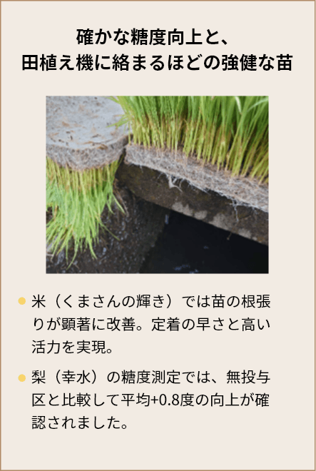 確かな糖度向上と、田植え機に絡まるほどの強健な苗。米(くまさんの輝き)では苗の根張りが顕著に改善。定着の早さと高い活力を実現。梨(幸水)の糖度測定では、無投与区と比較して平均+0.8度の向上が確認されました。