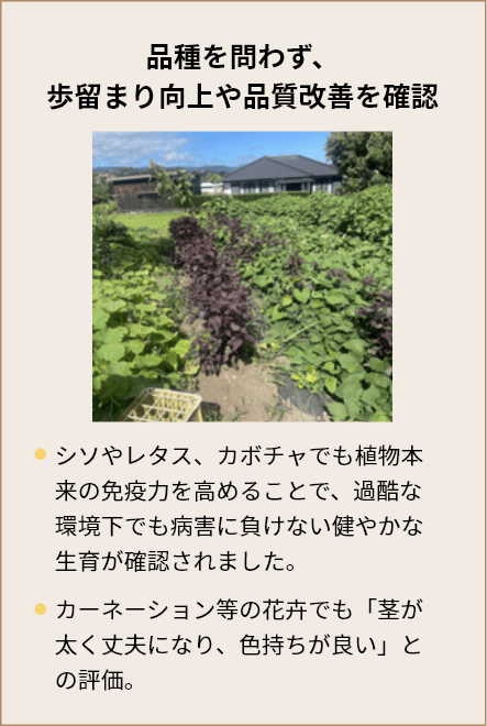 品種を問わず、歩留まり向上や品質改善を確認。シソやレタス、カボチャでも植物本来の免疫力を高めることで、過酷な環境下でも病害に負けない健やかな生育が確認されました。カーネーション等の花卉でも「茎が太く丈夫になり、色持ちが良い」との評価。